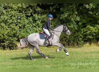 Other Breeds Mix, Gelding, 7 years, 15.2 hh, Gray