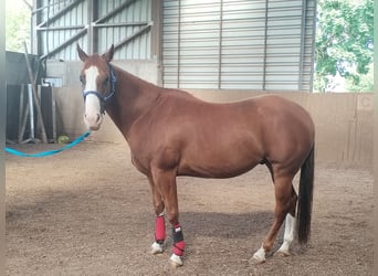 Other Breeds, Gelding, 7 years, 15 hh, Chestnut-Red