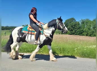 Other Breeds, Gelding, 7 years, 15 hh, Pinto