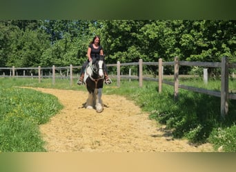 Other Breeds, Gelding, 7 years, 15 hh, Pinto