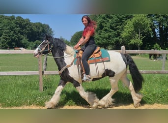 Other Breeds, Gelding, 7 years, 15 hh, Pinto