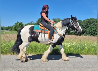 Other Breeds, Gelding, 7 years, 15 hh, Pinto