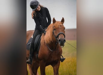 Other Breeds Mix, Gelding, 7 years, 15,1 hh, Chestnut-Red
