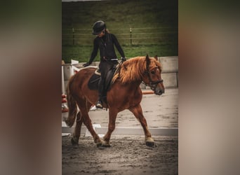 Other Breeds Mix, Gelding, 7 years, 15,1 hh, Chestnut-Red