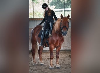 Other Breeds Mix, Gelding, 7 years, 15,1 hh, Chestnut-Red