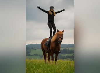 Other Breeds Mix, Gelding, 7 years, 15,1 hh, Chestnut-Red