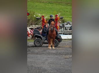 Other Breeds Mix, Gelding, 7 years, 15,1 hh, Chestnut-Red