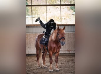 Other Breeds Mix, Gelding, 7 years, 15,1 hh, Chestnut-Red