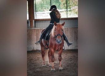 Other Breeds Mix, Gelding, 7 years, 15,1 hh, Chestnut-Red