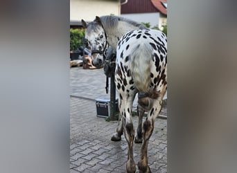 Other Breeds, Gelding, 7 years, 15,1 hh, Leopard-Piebald