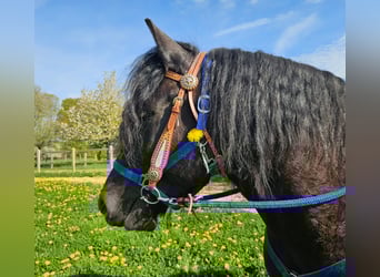 Other Breeds, Gelding, 7 years, 15,2 hh, Black