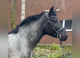 Other Breeds, Gelding, 7 years, 15,2 hh, Grey