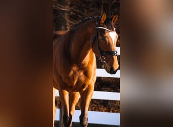 Other Breeds, Gelding, 7 years, 15,3 hh, Brown