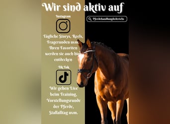 Other Breeds, Gelding, 7 years, 15,3 hh, Brown