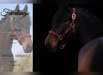 Other Breeds, Gelding, 7 years, 15,3 hh, Smoky-Black