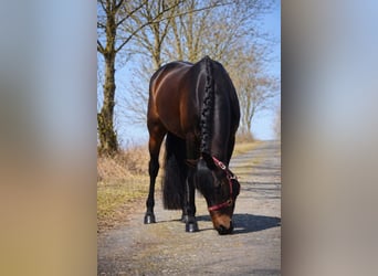 Other Breeds, Gelding, 7 years, 15,3 hh, Smoky-Black