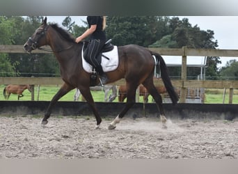 Other Breeds, Gelding, 7 years, 16,1 hh, Bay-Dark