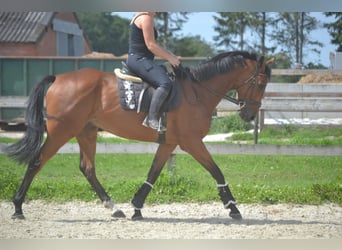 Other Breeds, Gelding, 7 years, 16.1 hh, Brown