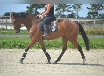 Other Breeds, Gelding, 7 years, 16.1 hh, Brown