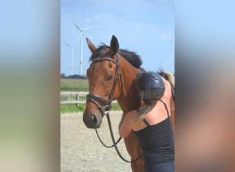 Other Breeds, Gelding, 7 years, 16.1 hh, Brown