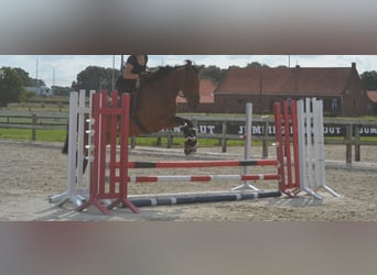 Other Breeds, Gelding, 7 years, 16.1 hh, Brown