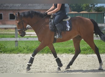Other Breeds, Gelding, 7 years, 16.1 hh, Brown