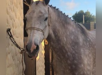 Other Breeds Mix, Gelding, 7 years, 16,1 hh, Gray