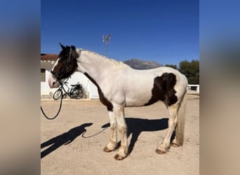 Other Breeds, Gelding, 7 years, 16.1 hh, Pinto