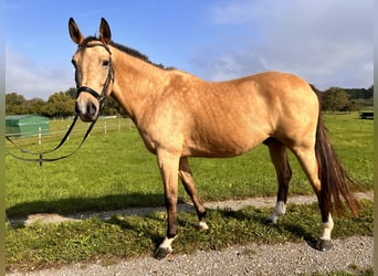 Other Breeds, Gelding, 7 years, 16 hh, Dun