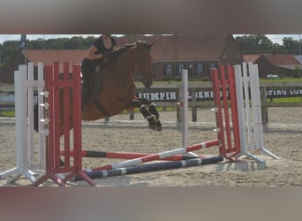 Other Breeds, Gelding, 7 years, 16,1 hh, Brown