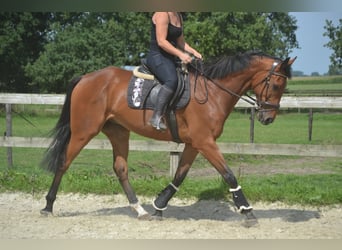 Other Breeds, Gelding, 7 years, 16,1 hh, Brown