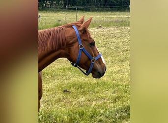 Other Breeds, Gelding, 7 years, 16,1 hh, Chestnut-Red