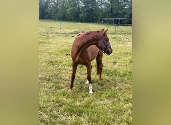Other Breeds, Gelding, 7 years, 16,1 hh, Chestnut-Red