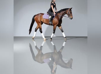 Other Breeds, Gelding, 7 years, 16,2 hh, Bay