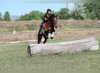 Other Breeds, Gelding, 7 years, 16,2 hh, Bay