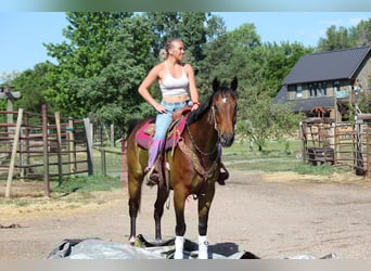 Other Breeds, Gelding, 7 years, 16,2 hh, Bay
