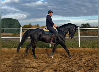 Other Breeds, Gelding, 7 years, 16,2 hh, Black