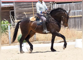 Other Breeds, Gelding, 7 years, 16,2 hh, Brown