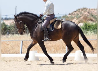 Other Breeds, Gelding, 7 years, 16,2 hh, Brown