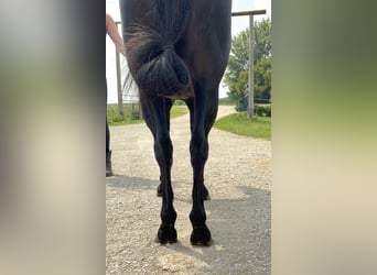 Other Breeds, Gelding, 7 years, Black