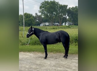 Other Breeds, Gelding, 7 years, Black