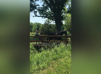 Other Breeds, Gelding, 7 years, Black