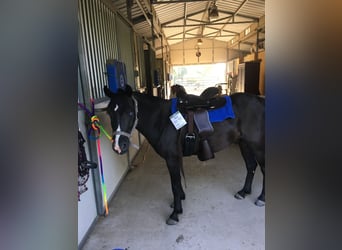 Other Breeds, Gelding, 7 years, Black