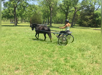 Other Breeds, Gelding, 7 years, Black