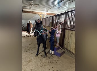 Other Breeds, Gelding, 7 years, Black