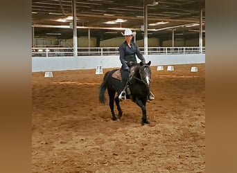 Other Breeds, Gelding, 7 years, Black