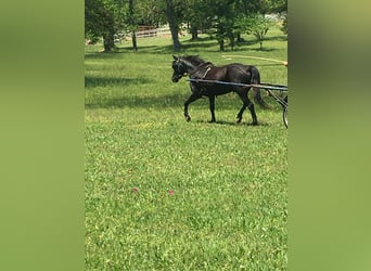Other Breeds, Gelding, 7 years, Black