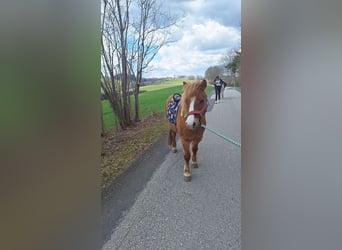 Other Breeds, Gelding, 8 years, 11,2 hh, Chestnut-Red