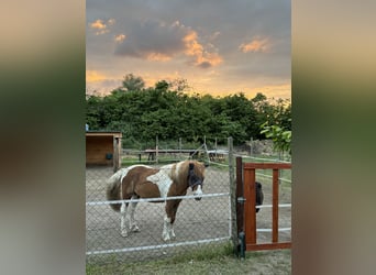Other Breeds Mix, Gelding, 8 years, 12.1 hh, Pinto
