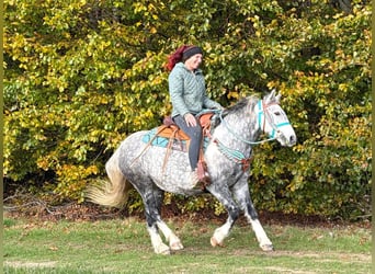 Other Breeds, Gelding, 8 years, 13.3 hh, Grey-Dapple